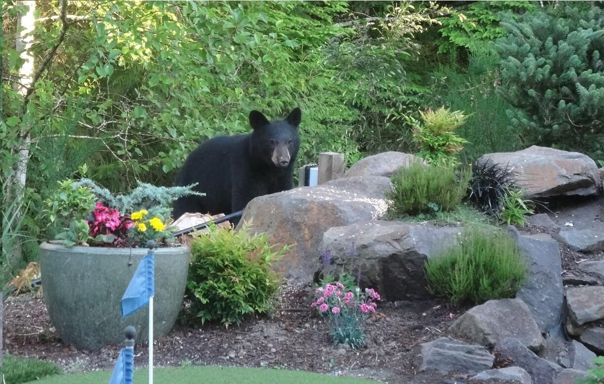 eLearning Office Pet Bear